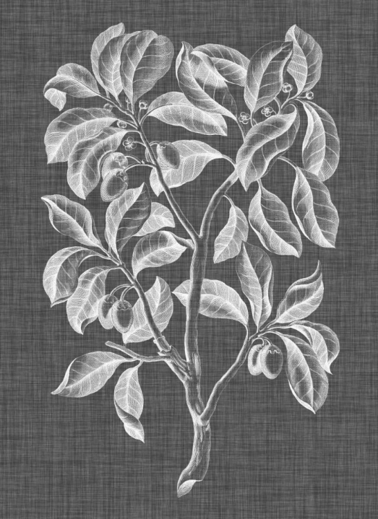 Picture of GRAPHIC FOLIAGE I