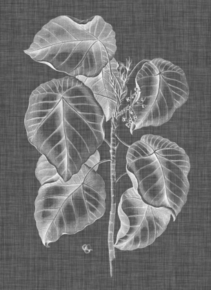 Picture of GRAPHIC FOLIAGE IV