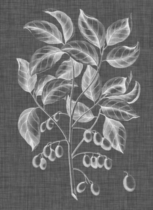 Picture of GRAPHIC FOLIAGE V