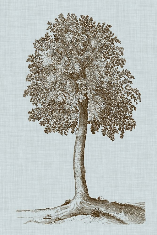 Picture of ANTIQUE TREE IN SEPIA II