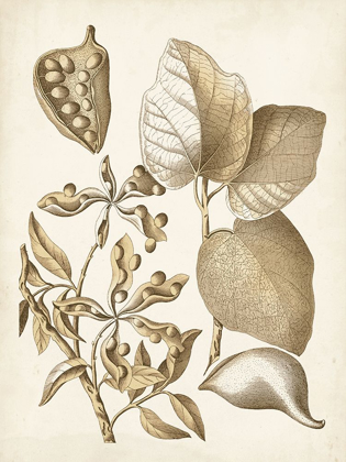 Picture of OCHRE BOTANICAL III