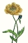 Picture of POPPY FLOWER I