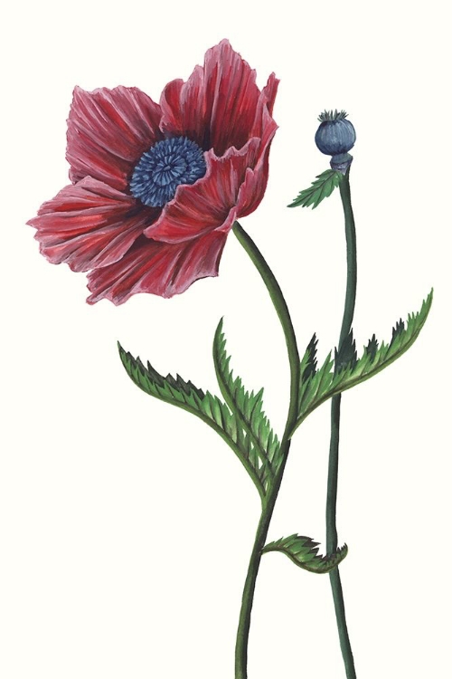 Picture of POPPY FLOWER II