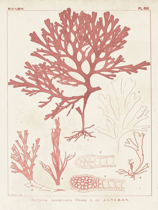 Picture of ANTIQUE CORAL SEAWEED II
