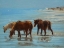 Picture of CHINCOTEAGUE PONIES