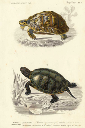 Picture of ANTIQUE TURTLE DUO II