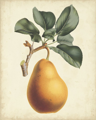Picture of ANTIQUE PEAR BOTANICAL I