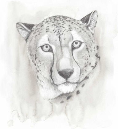 Picture of BIG CAT STUDY I