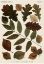 Picture of AUTUMNAL LEAVES V