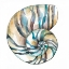 Picture of AQUARELLE SHELLS II