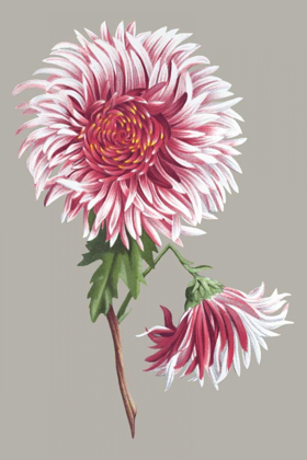 Picture of CHRYSANTHEMUM ON GRAY III