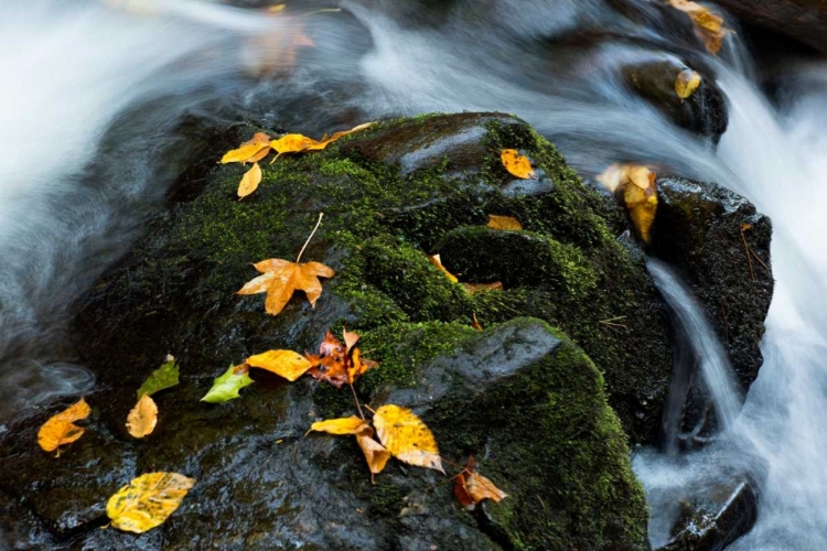 Picture of WET LEAVES