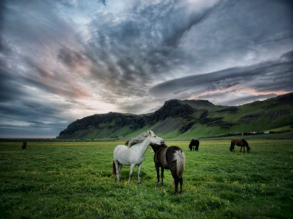 Picture of ICELANDIC HORSES IX