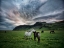 Picture of ICELANDIC HORSES IX