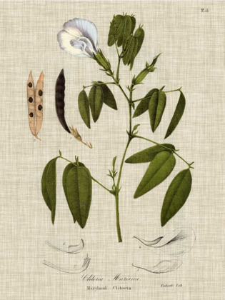 Picture of LINEN AND LEAVES IV