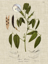 Picture of LINEN AND LEAVES IV