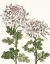 Picture of EARLY SPRING CHRYSANTHEMUMS II