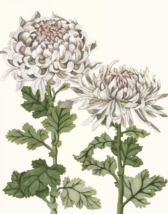 Picture of EARLY SPRING CHRYSANTHEMUMS II