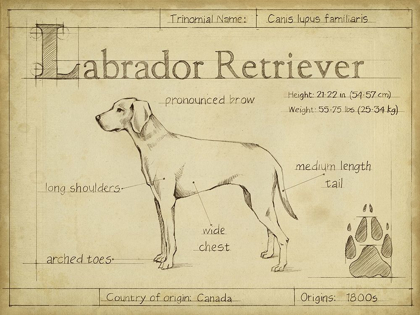 Picture of ANTIQUE LABRADOR RETRIEVER (ASH)