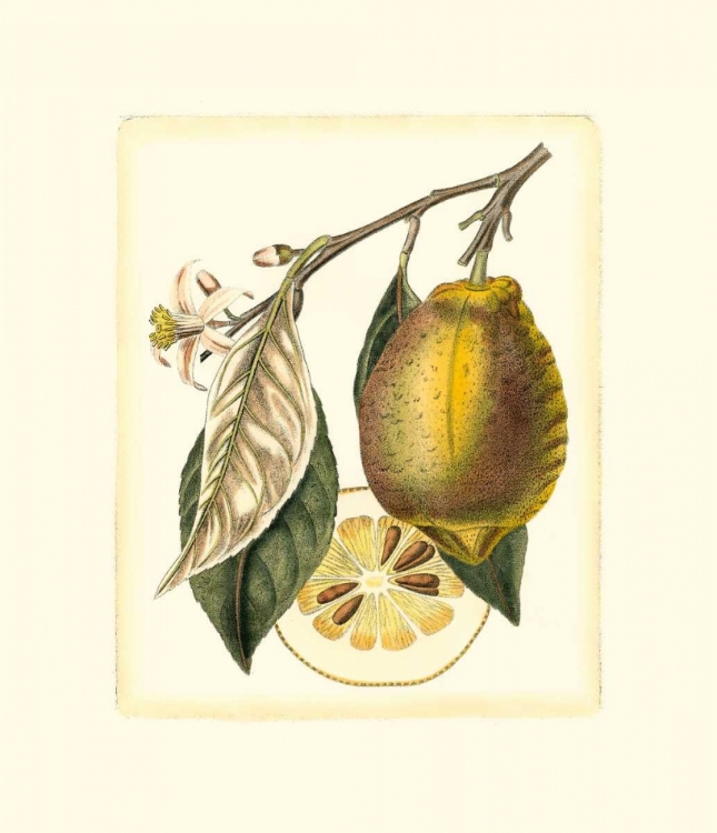 Picture of FRENCH LEMON STUDY II