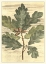 Picture of WEATHERED OAK LEAVES I