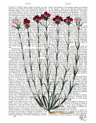 Picture of ITALIAN CARNATION 4