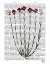 Picture of ITALIAN CARNATION 4