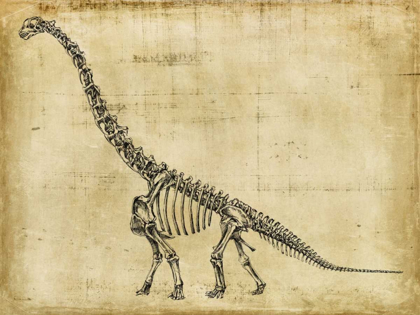 Picture of BRACHIOSAURUS STUDY