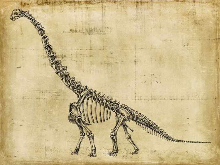 Picture of BRACHIOSAURUS STUDY