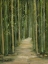 Picture of BAMBOO FOREST