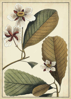 Picture of IVORY BOTANICAL STUDY III