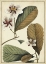 Picture of IVORY BOTANICAL STUDY III
