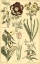 Picture of FLORAL BOUNTY III