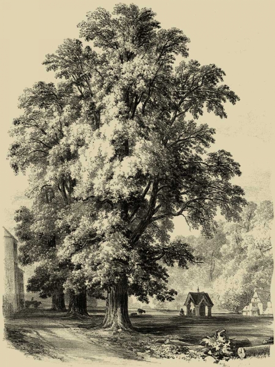 Picture of THE ELM TREE