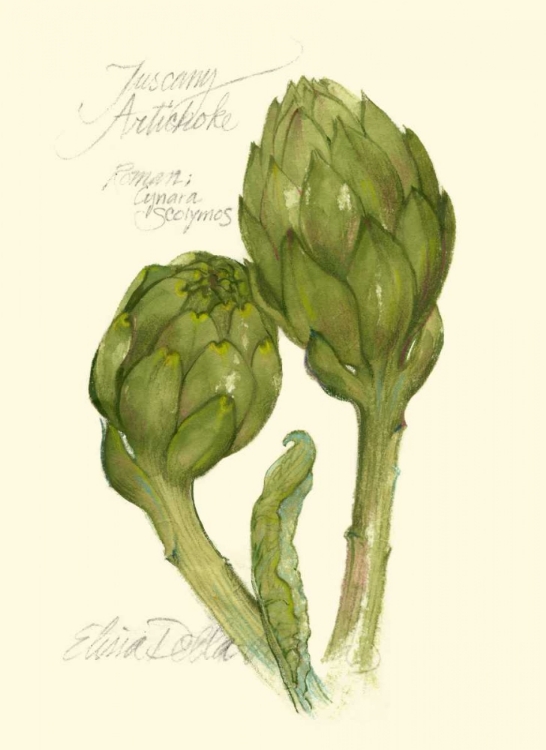 Picture of TUSCANY ARTICHOKE