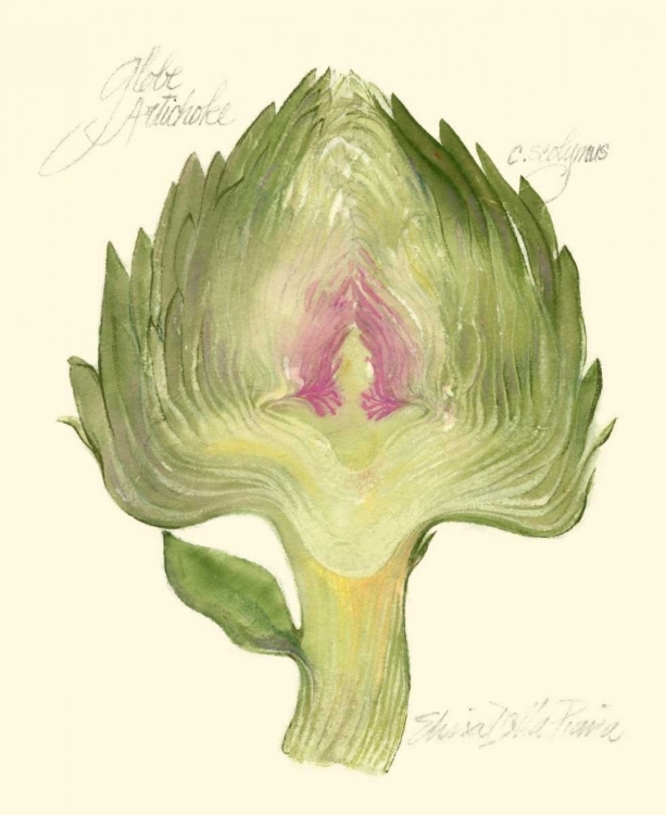 Picture of GLOBE ARTICHOKE