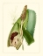 Picture of EXOTIC FLORA I