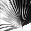 Picture of BLACK AND WHITE PALM IV