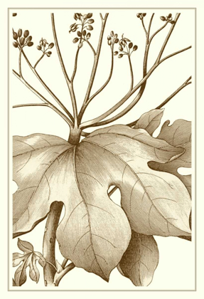 Picture of CROPPED SEPIA BOTANICAL VI