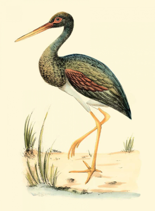 Picture of WATER BIRDS II