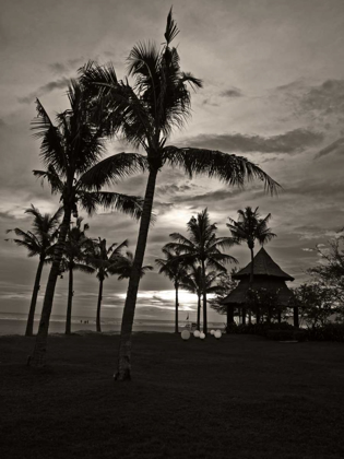 Picture of PALMS AT NIGHT I