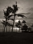 Picture of PALMS AT NIGHT I