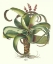 Picture of BESLER ALOE