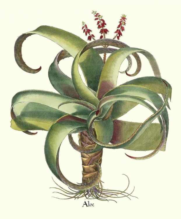 Picture of BESLER ALOE