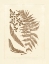 Picture of SEPIA FERNS III