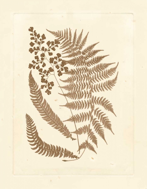 Picture of SEPIA FERNS III