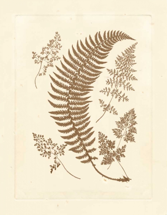 Picture of SEPIA FERNS IV