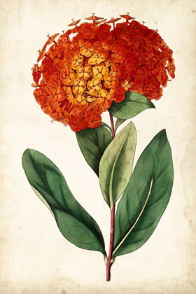 Picture of TANGERINE FLORAL II