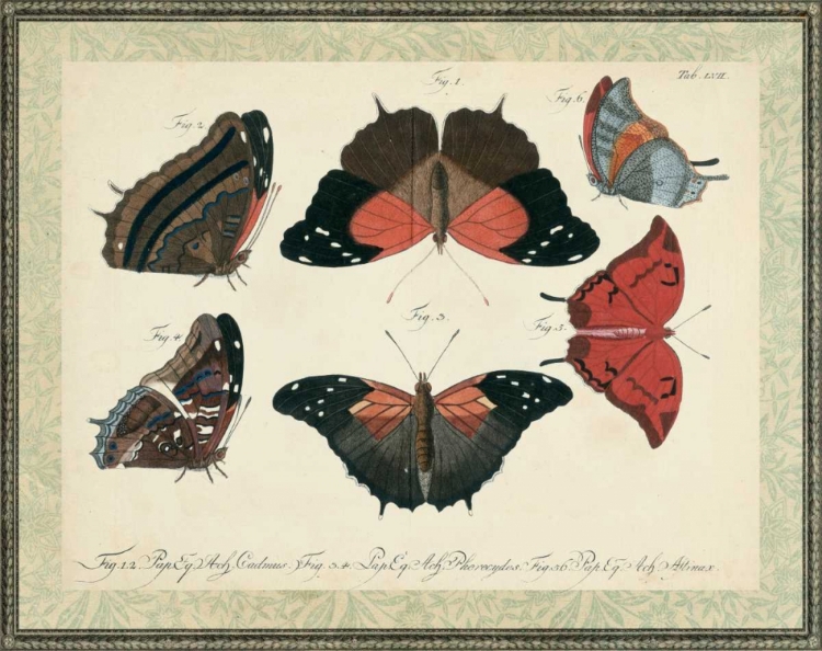 Picture of BOOKPLATE BUTTERFLIES TRIO II