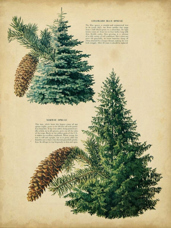 Picture of COLORADO BLUE SPRUCE AND NORWAY SPRUCE